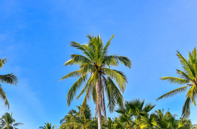 Low angle view of palm trees against clear blue sky