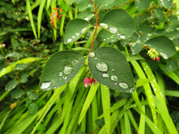 Close-up of wet plant