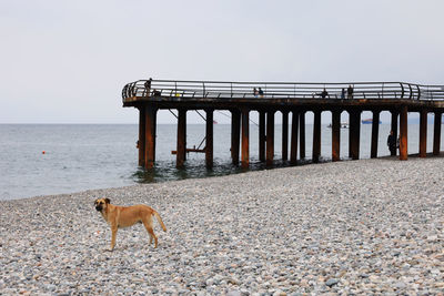 Dog standing on black sea beach in cloudy sky