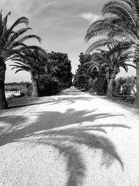 Palm trees on landscape