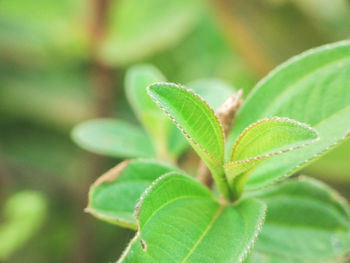 Close-up of plant