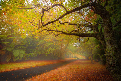 Trees in forest during autumn