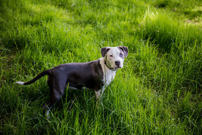 Portrait of dog lying on grass