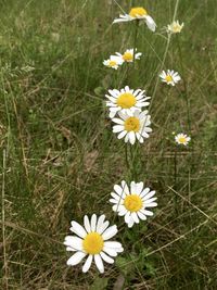 Close-up of white daisy flowers in field