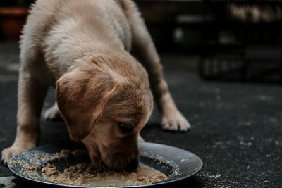 Close-up of puppy