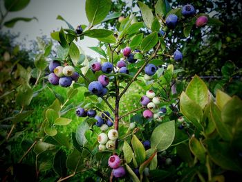 Close-up of berries growing on tree