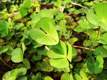 Close-up of green leaves on plant