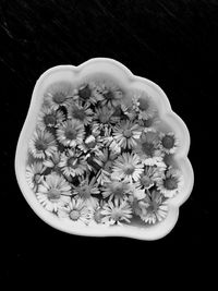 Close-up of white flower over black background