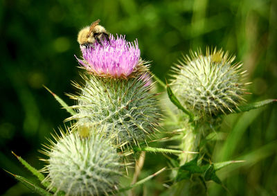 Close-up of thistle