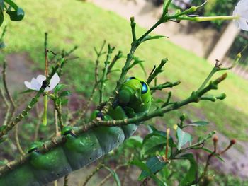 Close-up of berries on tree