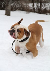 Dog looking away on snow field