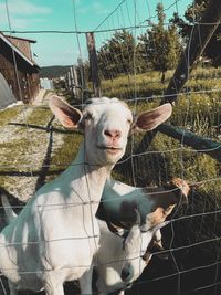 Goats behind fence