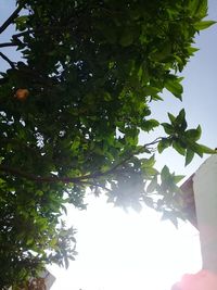 Low angle view of tree against sky