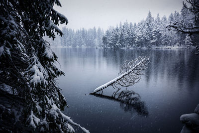 Scenic winter landscape of calm lake and snowy coniferous forest reflected