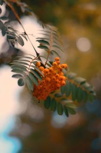 Close-up of orange flowering plant