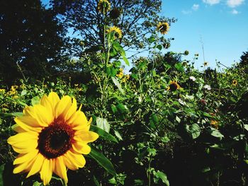 Close-up of yellow flowering plants against sky