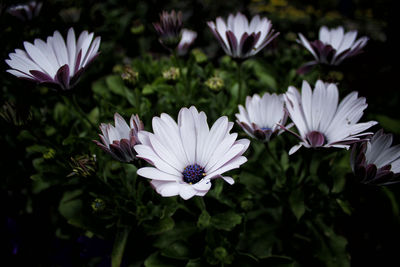 Close-up of purple flowers