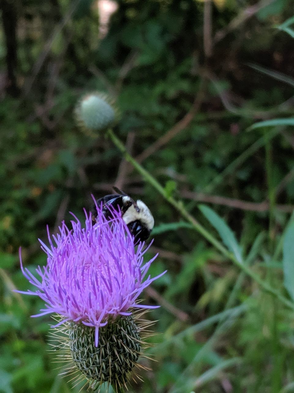 CLOSE-UP OF PURPLE THISTLE