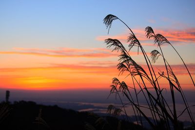 Low angle view of silhouette plants against sky during sunset