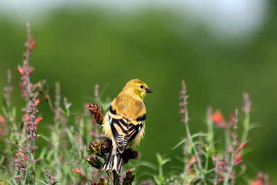 Close-up of bird perching on plant