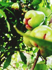 Close-up of fruit growing on tree