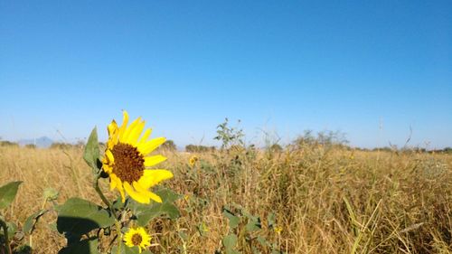 Scenic view of sunflower field against clear blue sky