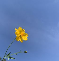 Low angle view of yellow flowering plant against blue sky