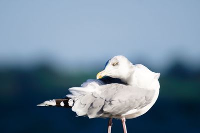 Close-up of seagull perching outdoors