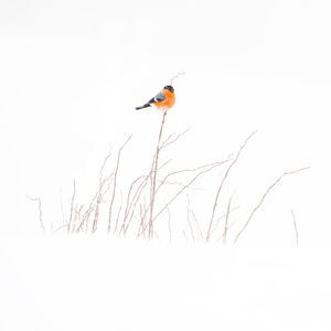 Bird perching on a branch