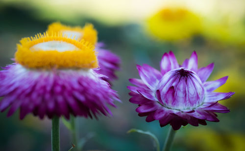 Close-up of purple flowering plant