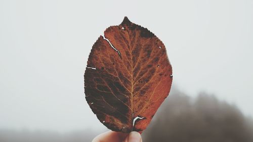 Cropped image of person holding leaf against sky