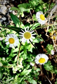 Close-up of yellow flowers blooming outdoors