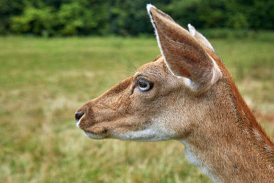 Close-up of deer on field