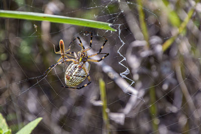 Close-up of spider on web