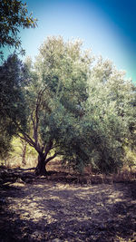 Trees on field against clear sky