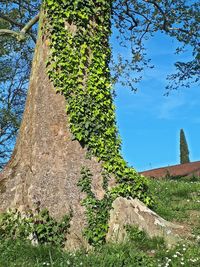 Low angle view of trees against blue sky