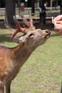 animal