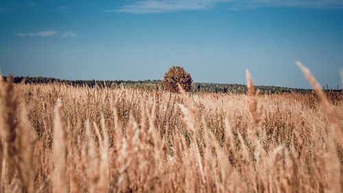 Crops growing on field