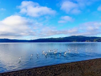 Swans on lake against blue sky