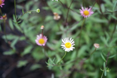 High angle view of daisy flowers blooming in park