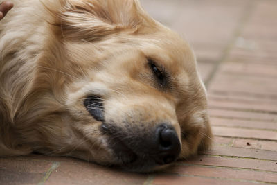 Close-up of dog sleeping on the floor