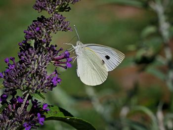 Close-up of butterfly pollinating on purple flower