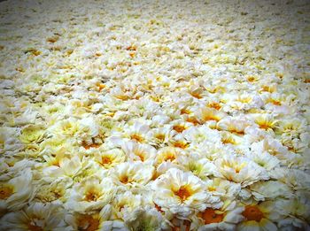 Full frame shot of white flowers