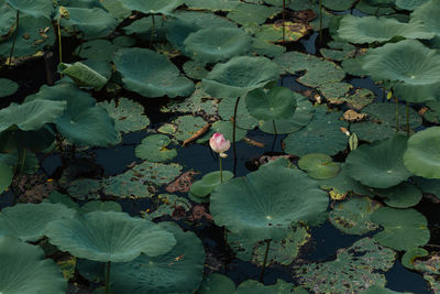 Close-up of lotus water lily