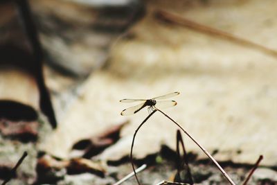 Close-up of insect