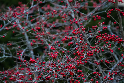 Close-up of red berries on tree