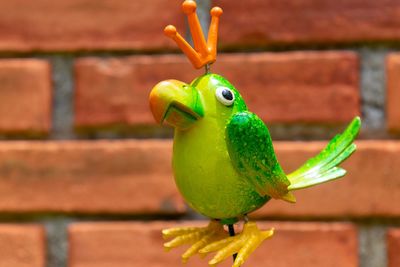 Close-up of parrot perching on a wall