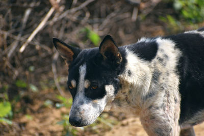 Close-up of a dog looking away