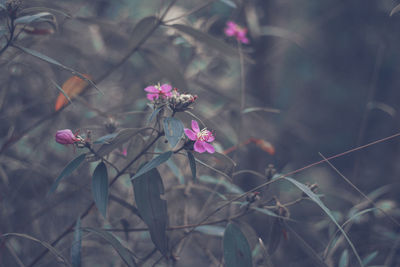 Close-up of pink flowering plant