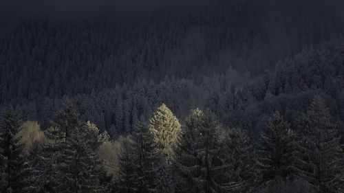 Pine trees in forest during winter